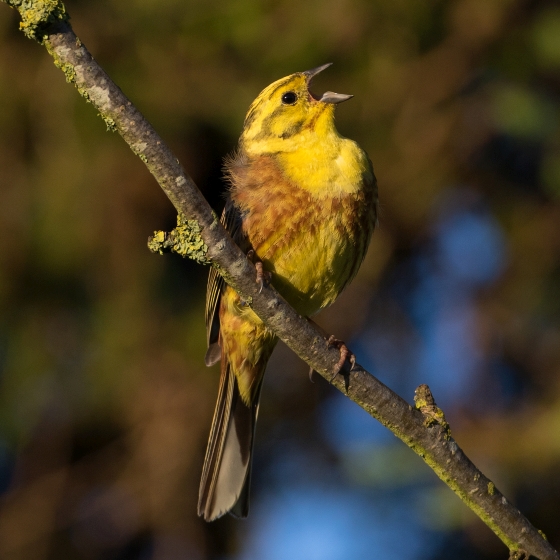 Yellowhammer BTO British Trust for Ornithology